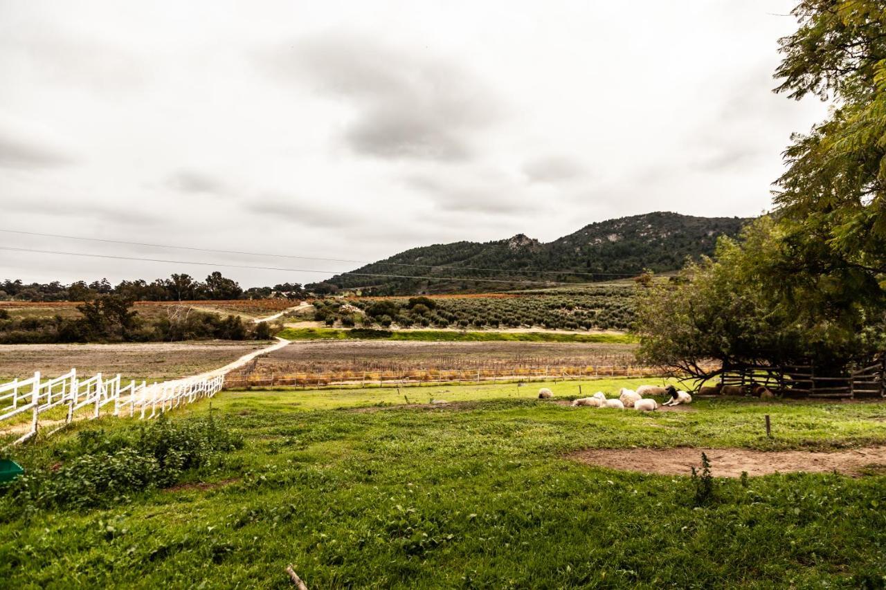 Bed and Breakfast Ayama Wine Farm - Manor House Wellington Esterno foto